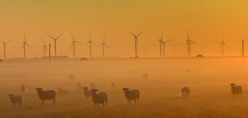 Romney marsh sheep grazing on the salt-rich grasses of the Romney marsh.