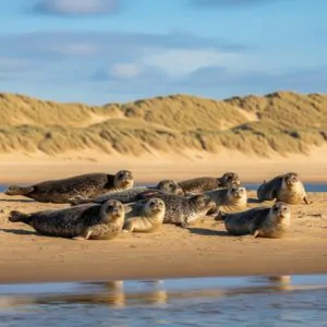 Seals at the River Rother mouth, Camber Sands — autumn wildlife 1066 Country