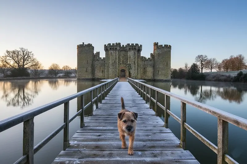 Border terrier walking along the frosty wooden bridge towards Bodiam Castle, a moated medieval fortress near Rye on a crisp winter morning.